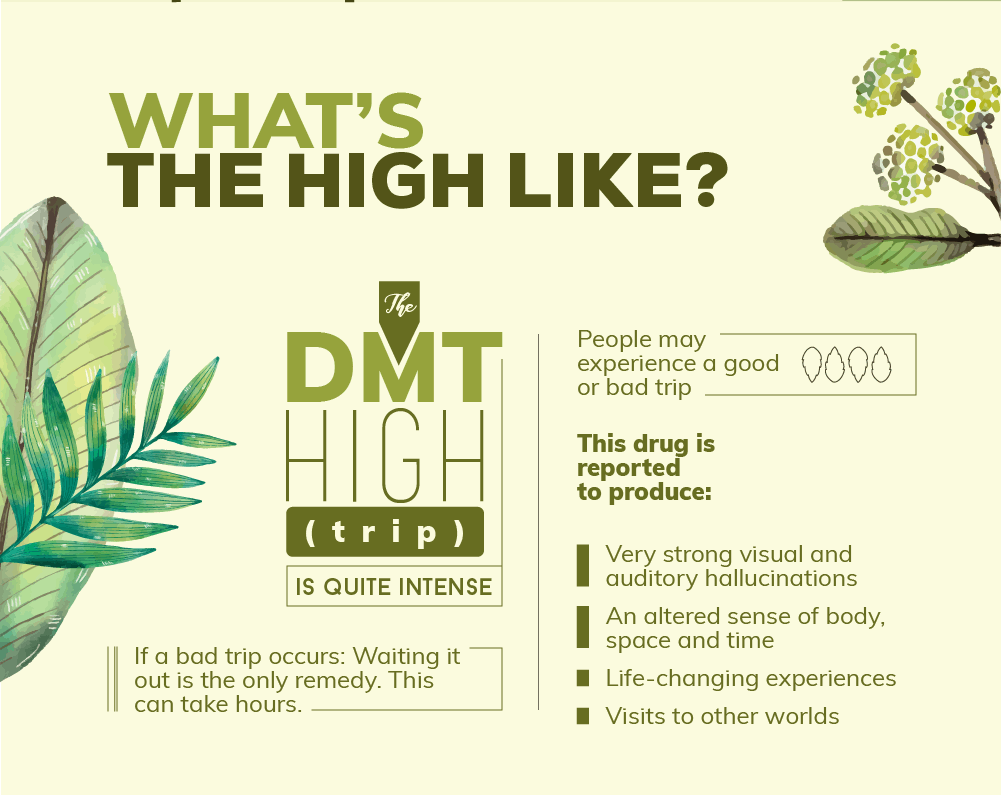 DMT Drug Abuse: What You Need to Know | Northpoint Washington