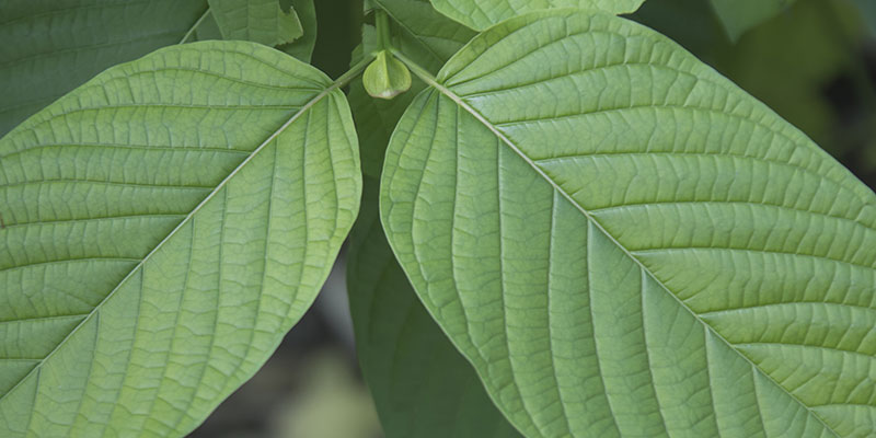 Kratom Detox in WA State: The Smarter Way to Get Clean