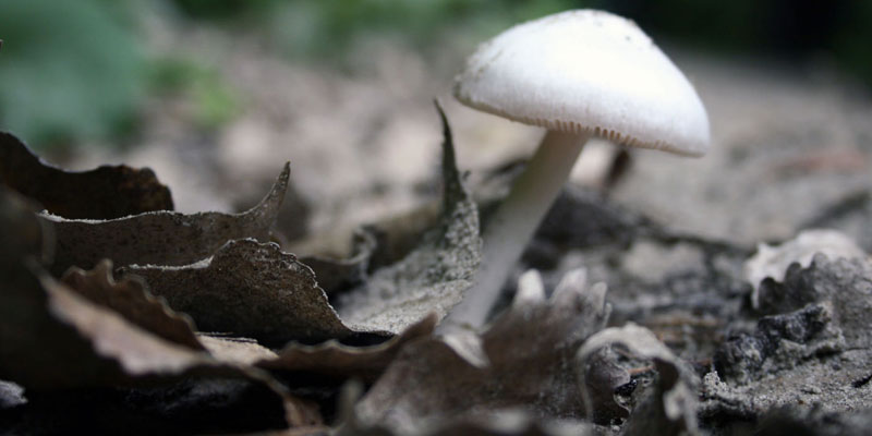 Mushroom Addiction Information